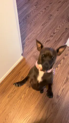 had to share our w-a-l-k ritual, couldn’t say it out loud cause she would have known. also pls pls ignore my messy house, currently decorating for Halloween #fyp #dogsoftiktok #chipitt #chihuahua #pitbull 