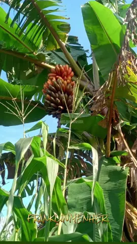 La vida en el campo #elcampo #elrancho #lavida #campo #nostalgia 