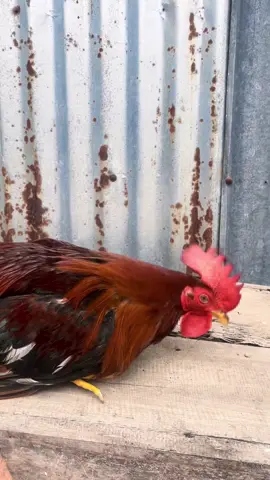 Lagi gacor ketua🙌🏻🤣#ayamfilipin🇵🇭 #salamkakikiri🐓🐓 #salamhoby🐓 #sidrap📍 