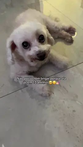 Minha velhinha de 13anos🥹🫶🏽É tão lindo😅🌸✨#p#pets