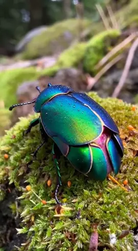 Field Notes: October 14, 2025 Location: Daintree Rainforest, Queensland, Australia ⠀⠀⠀⠀⠀⠀⠀⠀⠀⠀⠀⠀⠀ Encounter Summary: The air under the ancient canopy was thick with the scent of wet moss and decay. There, on a vibrant cushion of green, sat a beetle the size of my thumb, its carapace a breathtaking, iridescent jewel shifting from emerald to sapphire in the filtered light. I had found Gemmaelytra spectabilis, known to the local Kuku Yalanji guides as the 