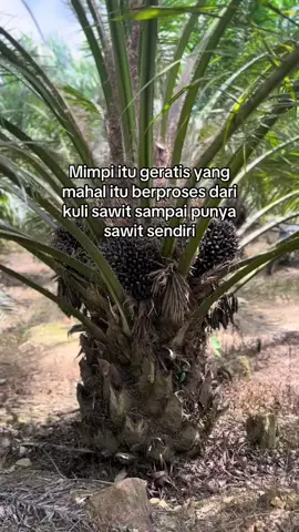 #mahal #beranda #sawitontiktok #aset #kuli 