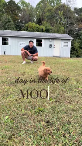 DITL vlog with Moose 🫎🤎✨🫶🏻 #puppy #puppytiktok #goldenretriever #moose #weeniedog 