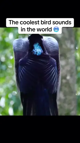 coolest bird sounds in the world