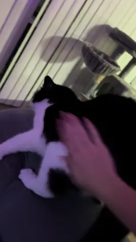 Lmaooo I thought he was about to bite me 😂#fyp#cats#tuxedocat 
