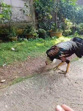 jajalno dewe cah #fyp #ayambangkokindinesia #ayammangon 