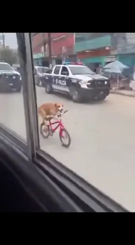 #FunnyVideo #MemeVideo 