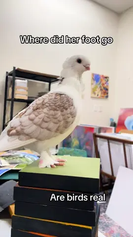 #birdsarentreal #pigeons #pigeon #governmentdrones #mystery #xfiles #birds 