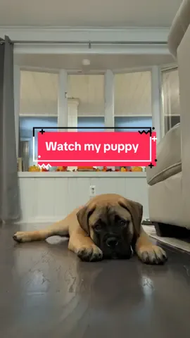 Was he good?? #puppy #bullmastiff #dogsoftiktok #puppytiktok 