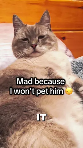 He don’t own me. #funnycats #munchkincat #trending #blackpeoplewithcats 