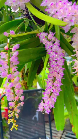 Cái nỗi nhớ này anh chẳng thể gọi tên Là hình bóng em những ngọt ngào ẩn khuất Anh tập quên em mà dường như khó thật Không thể giả vờ đang lỗi nhịp con tim Cái nỗi nhớ này khiến anh mãi lênh đênh Chẳng thể chạm tay cũng đâu cùng bến đậu Đôi lúc thật buồn vội gạt nhanh tay giấu Anh đang say rồi hay lại vướng bùa yêu…. #hoa #hoalan #stt #buontamtrang #xuhuong 