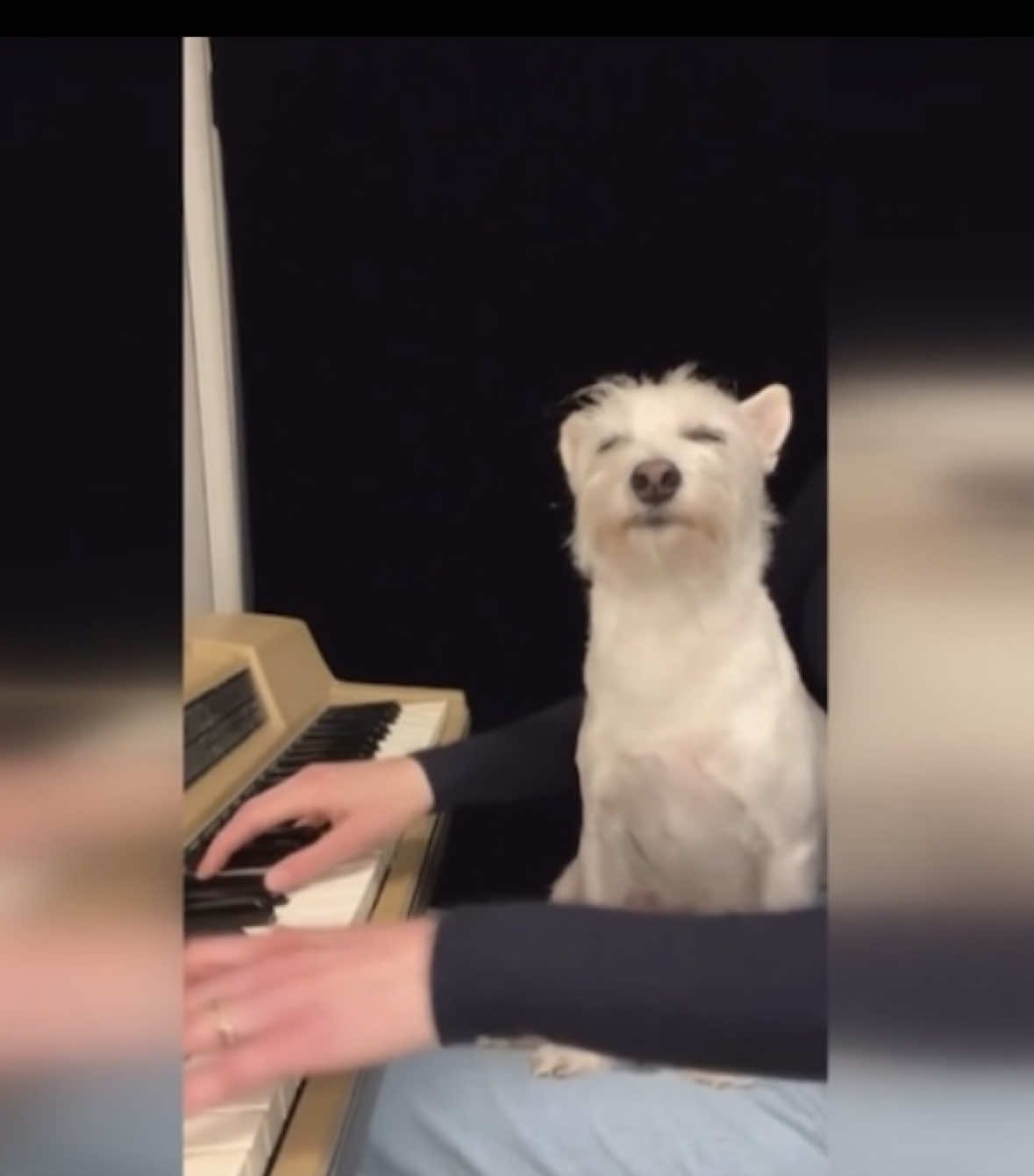 Thanks to @Pittsburgh Today Live for the shoutout! 🎹🐾 #dogslife #jazztok #pianist #rescuedog 