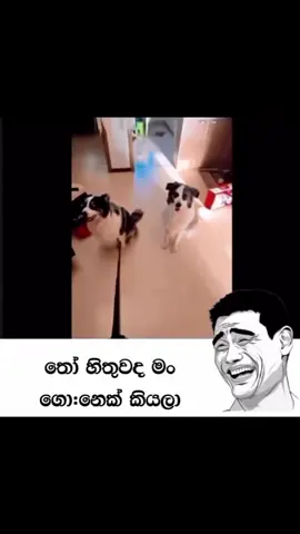 ..... 😹