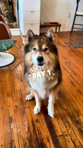 Day 1 of Jasper’s birthday trip 🐾 We started in San Francisco 🌉 — Painted Ladies, Lombard Street, Fisherman’s Wharf, Lovers Lane, Palace of Fine Arts & those dreamy Golden Gate views 🌁✨ Ended the day cozy at Little River Inn 🌊🐶💤 #sanfrancisco #wolfdog #littleriverinn #goldengate  #dogfriendlytravel 