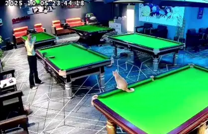 #cute #animals #funny 