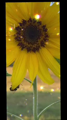 Recuerda que no hay un borrador. Vive #sunflower #sunflowers #girasoles🌻 #paratiiiiiiiiiiiiiiiiiiiiiiiiiiiiiii #foryoupagee 