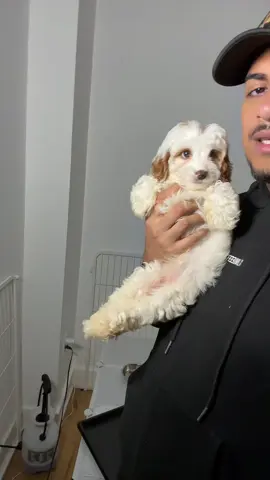Cindy the Cavapoo she’s so adorable and loves kisses 