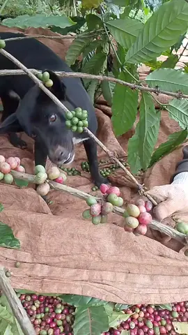 khởi động đi e.cp vô mùa rồi....😁😁😁😁