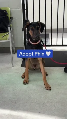 Adopt Phin💙 One minute after meeting Tricia… and Phinaeus was already in full cuddle mode. 😭💛 This little love bug glows from the inside out. After being rescued from a hoarding case, he’s been healing and thriving and training with the miracle workers at @twohands4paws and now he’s SO ready for a forever home. He’s just 8 months old, whip-smart, gentle, goofy, and loves every person and pup he meets. 🥹✨  Let’s get this boy home! 🏡💛 Apply :  www.theanimalrescuemission.org #doberman #RescueDog #dobie 