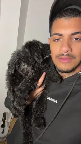 Who loves a burnt toy poodle we sure do 🤩🖤 #blacktoypoodle #toypoodle