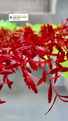 Membalas @mona.saleha Daun juntai palstik tanaman artifisial #daunjuntai #daunjuntaiplastik #daunjuntaiartificial #tanamanhias #tanamanviral 