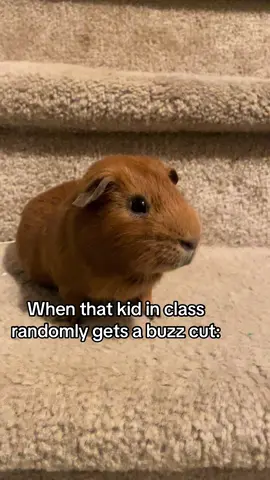 They show up to class looking like a brand new person           #funny #guineapig #bellascrittercorner #fypシ #xyzbca 