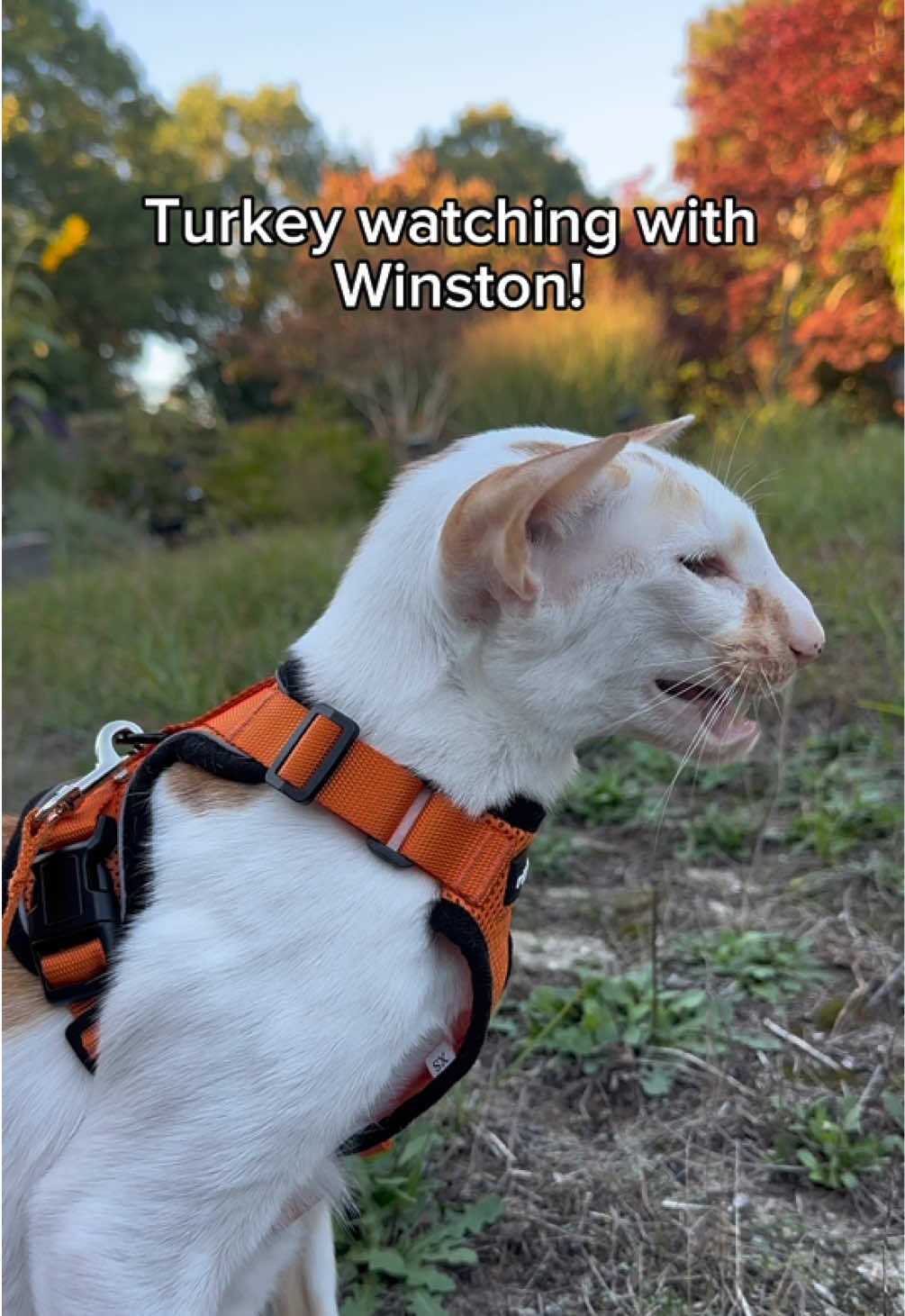 Those pesky turkeys!