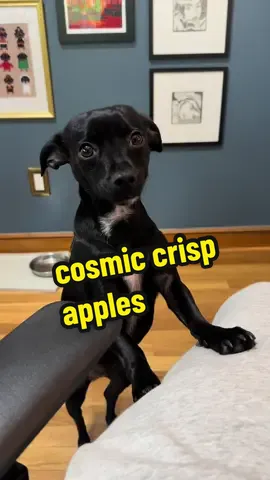 An apple a day does not keep Dill away 😂🍎  #wfh #asmrsounds #asmr #rescuedog 