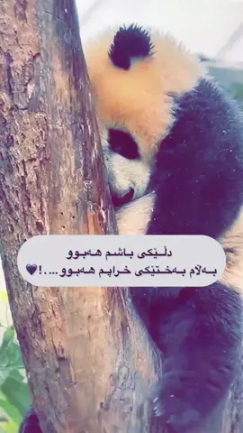 ئه كتيف🖤#anime #kurd #viral #tektok #iraq 