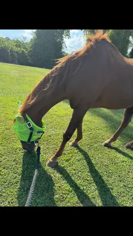 I wish I could have kept you with me my big buddy.   🕊️ 🌈 🐴 April  9, 1995- September 12, 2025  