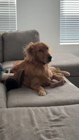 My little angel waking up from a nap.   #goldenretriever #bedhead ##lazydog##dogsoftiktoks##nap