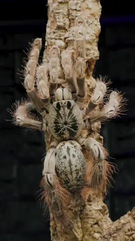 Come get her...I dare you. Heteroscodra maculata #tarantula #spider #halloween 