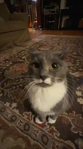 Reginallllld #catsoftiktok #cats #cat #animal #kitty 