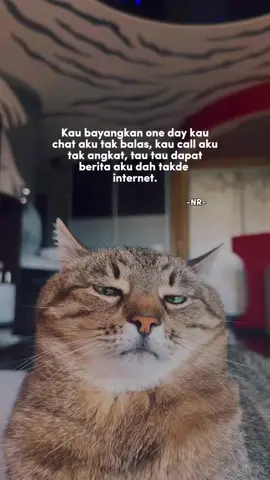 bayangkan... #kucinglucu #cat #fyp 