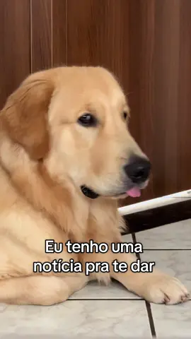 #dogsoftiktok #simba #cachorro #goldenretriever #cachorrosdotiktok 