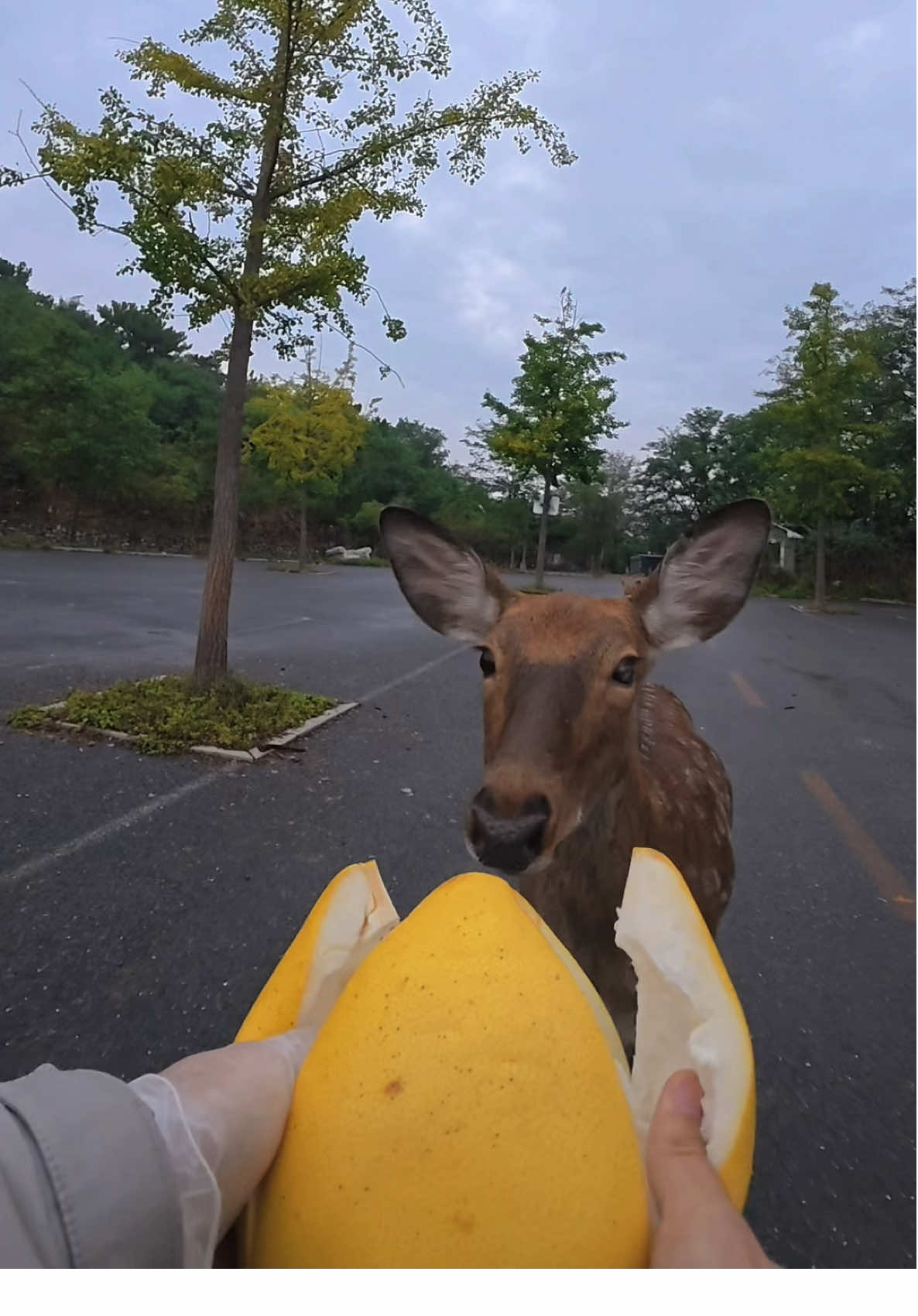 看着应该能好吃#cute #deer #sikadeer #wildanimals #chinatiktok 