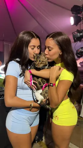 2 twins 1 Baki #bengalcat #leopardcat #silverbengal #snowbengal #fyppp 