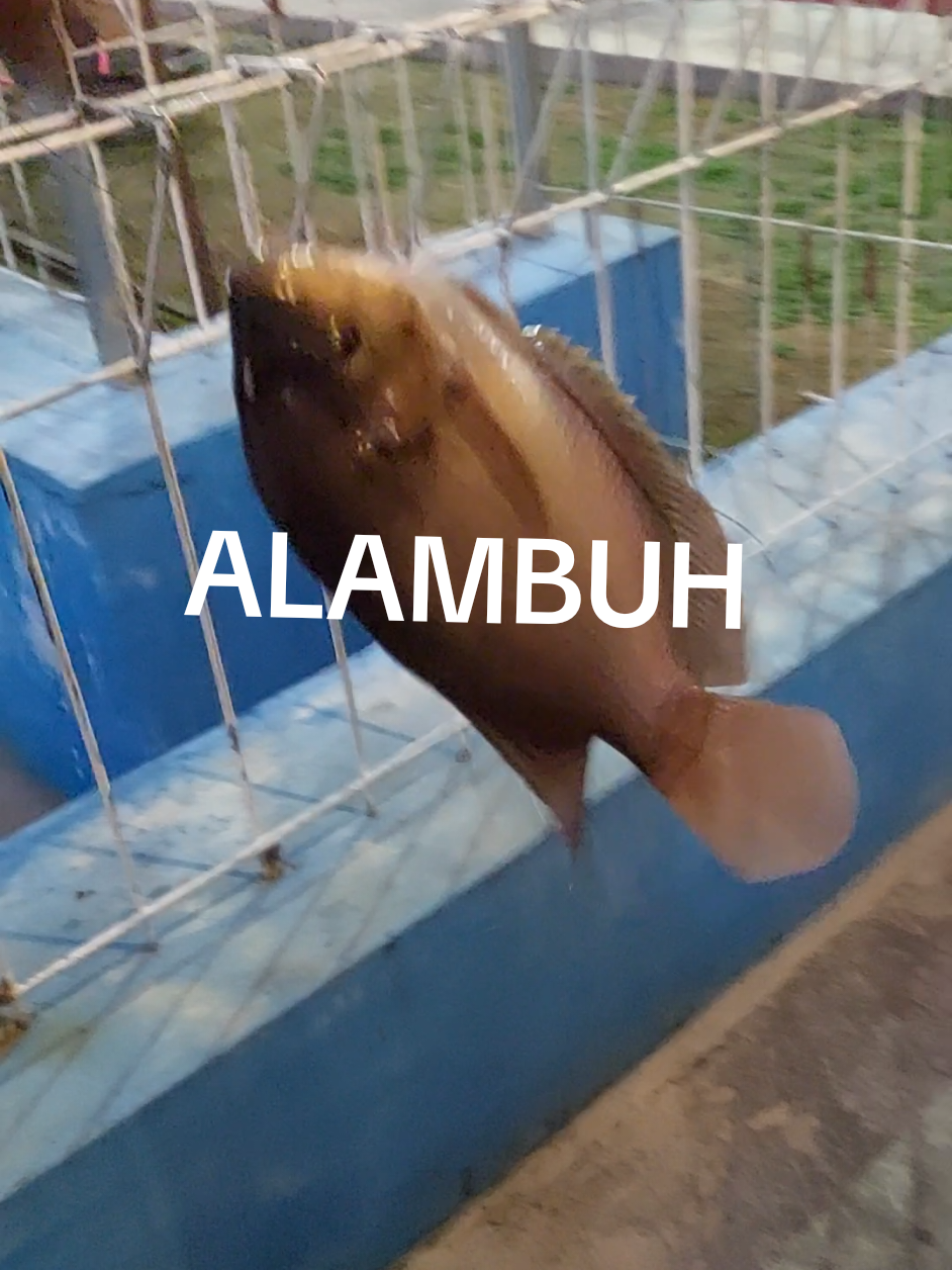 macing iwak .. #alambuh @adzando #adzando