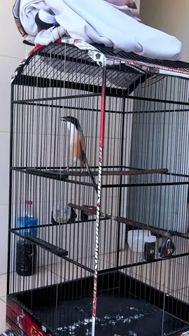 den arga🔥#kicaumanianusantara #kicaumaniaindonesia #cendetmadura #cendeters 