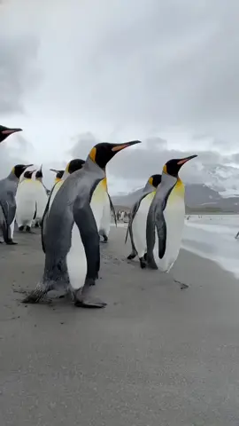 ဘာကြောင့်ပင်ဂွင်တွေကရန်မပြုတက်ကြတာလဲ#ဗဟုသုတ #yfp #viral #