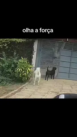 momento que minha cachorra foi puxada p rua.