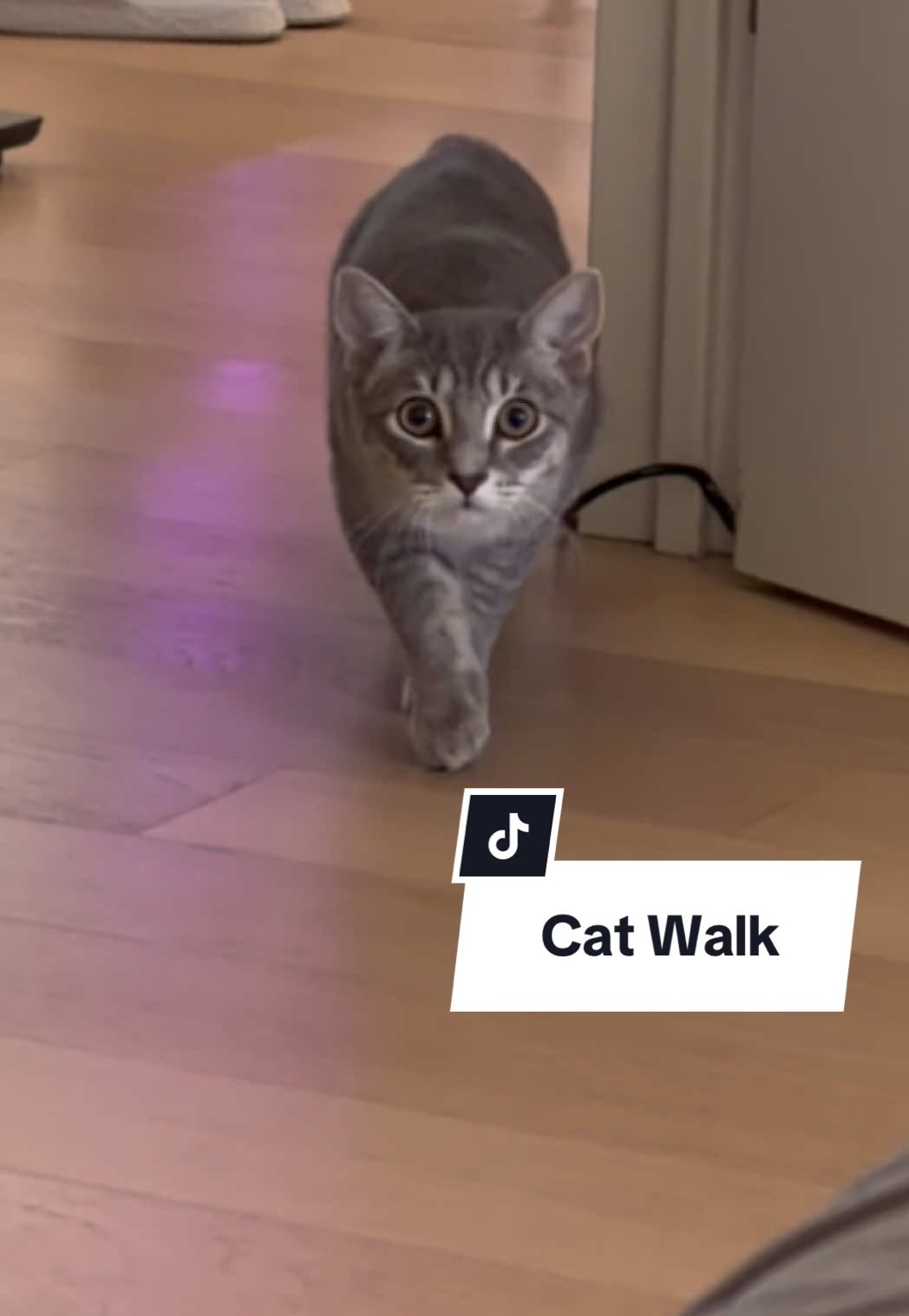 Slay queen! Catwalk 10/10 ✨#catsoftiktok #kitten #fypシ゚viral #viral #kittensoftiktok 