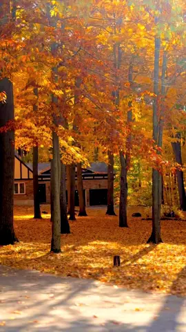 #autumn #autumnvibes🍁 #fallincanada #october #foryou 