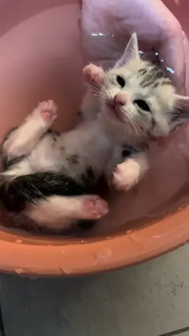 #funny #animals #cute 