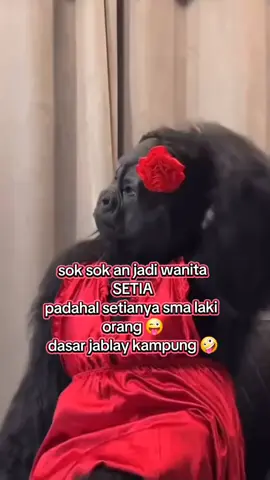 #lobangbantotobralan😜 #urusbaegorong2tubiargakbantuuutt🤪🤣 #2025masihbantutazza🤪 #timistrisahyangsetiainibos😎 