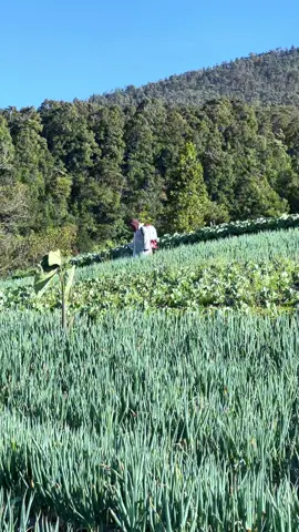 Indah nya cuaca pagi ini.Udah pada kesini belum? #gunungindonesia #fyp #trendingvideo #wisatamagelang #viralvideo 