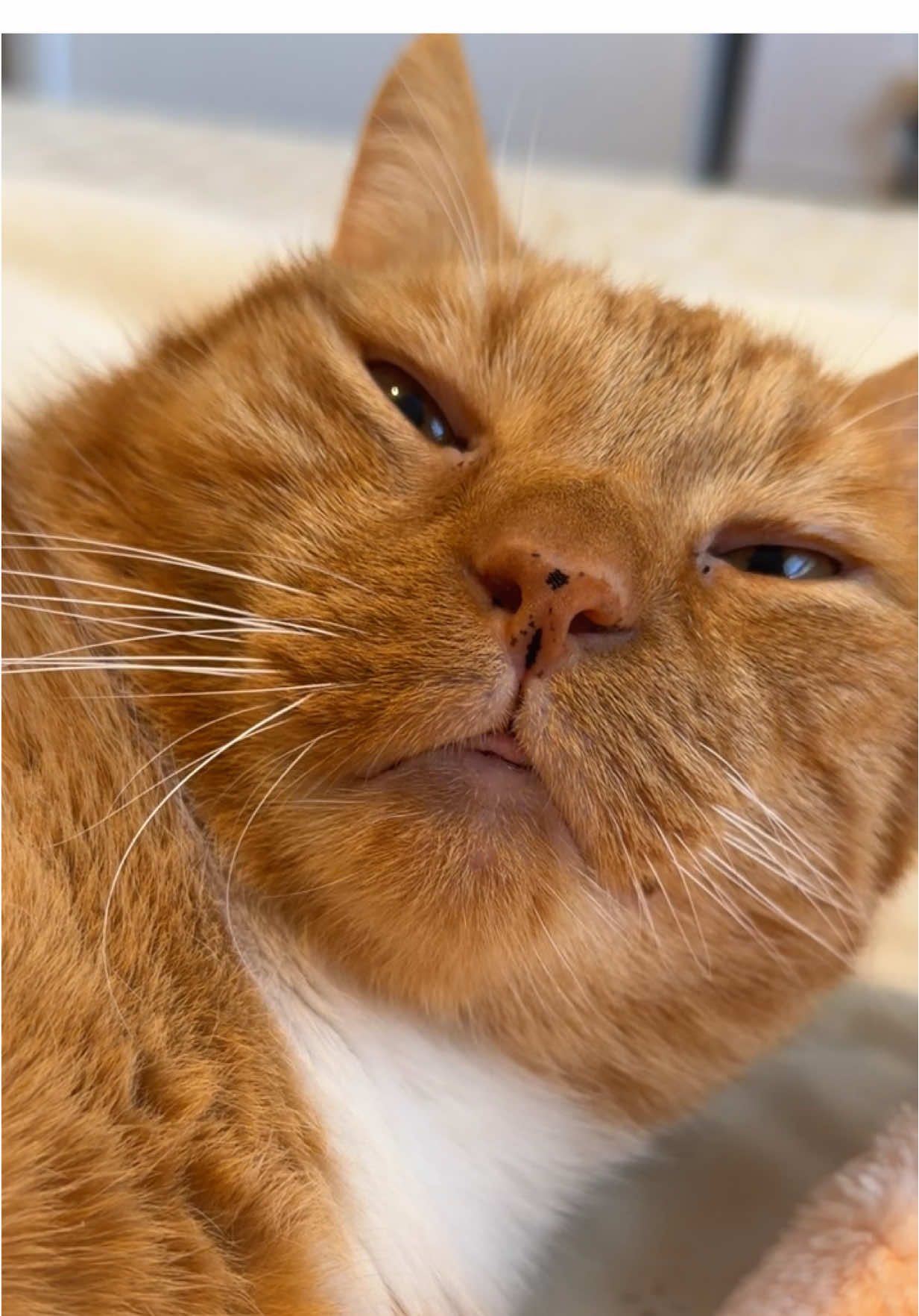 Sound up for some Pepe purring asmr 🥰 