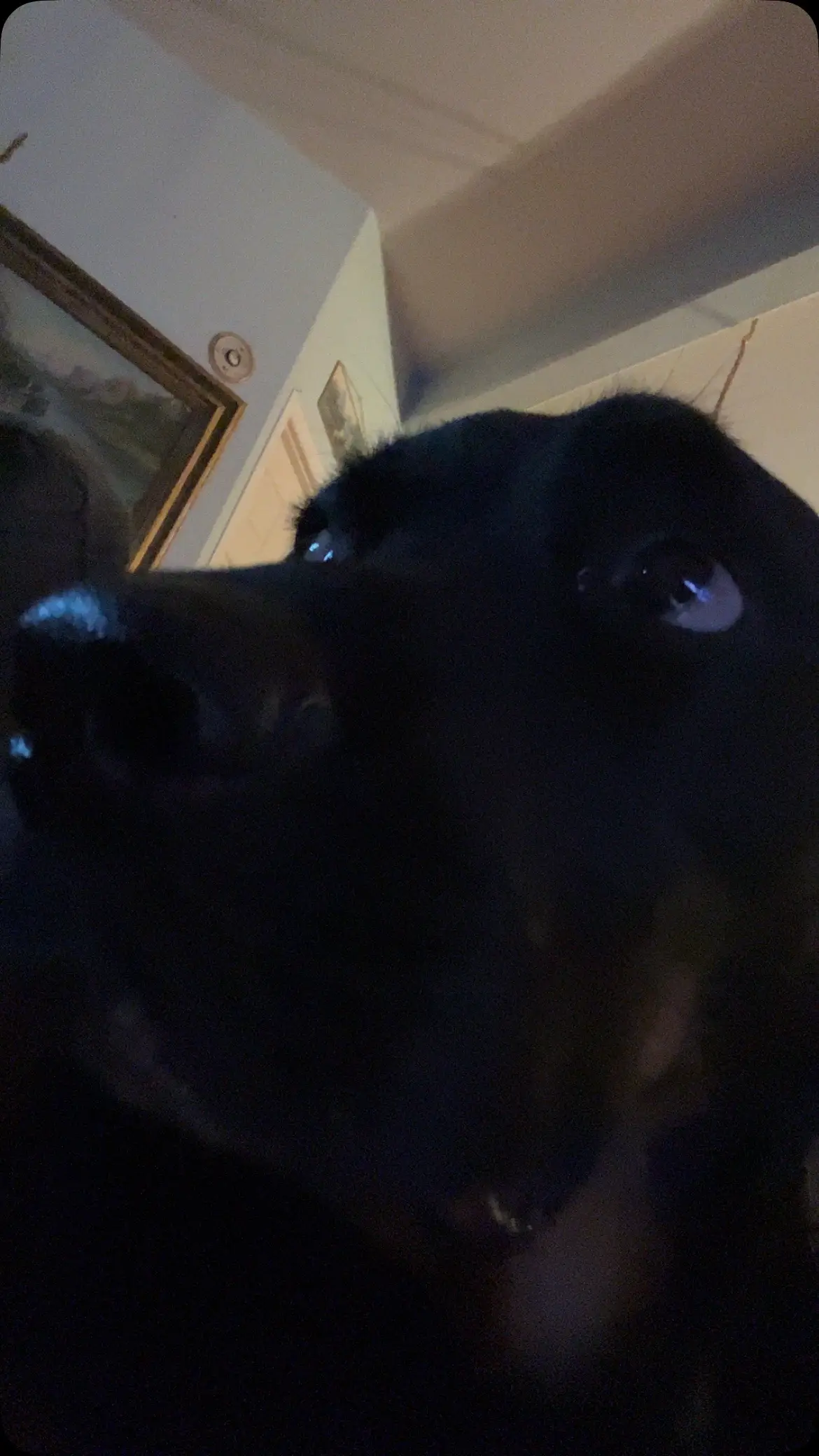 #dog 