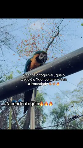 Acende o foguin @Ygor Bueno @Zago #viral #vaiprofycaramba #flopanaotiktok #acendeofoguinho 