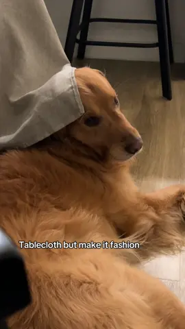 Adding to his fall collection 👏🏼  #dogsoftiktok #funny #fyp #humor #fashiontiktok 